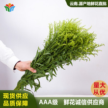 黄莺草鲜花云南基地直发黄英配花配叶清明节花束装饰活动装饰插花