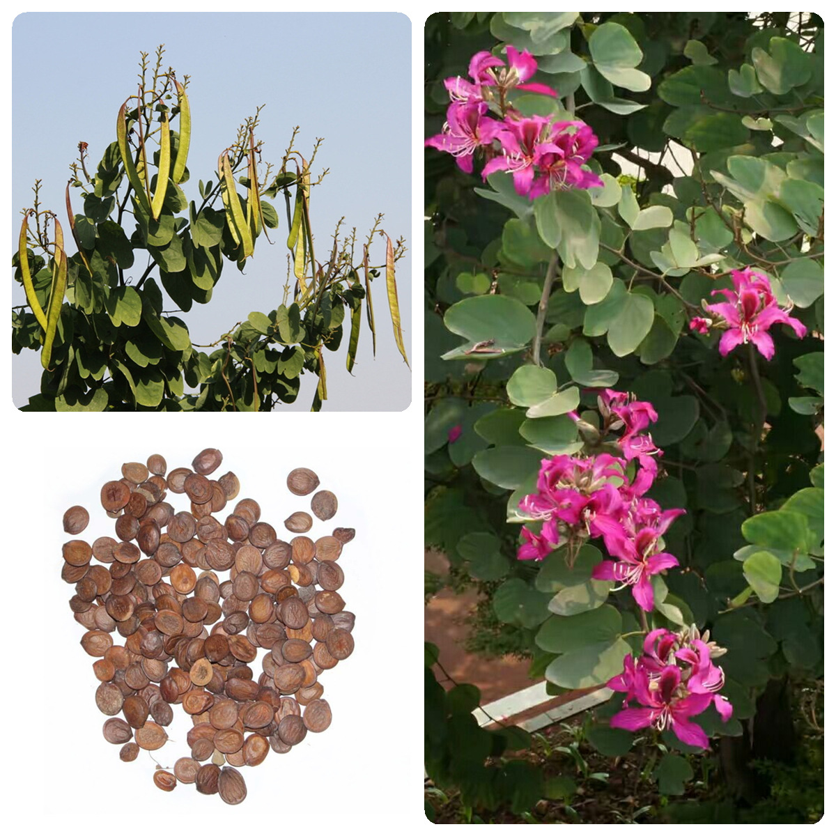 羊蹄甲种子红花洋蹄甲香港洋大花紫荆玲甲花园林庭园观赏药用种籽