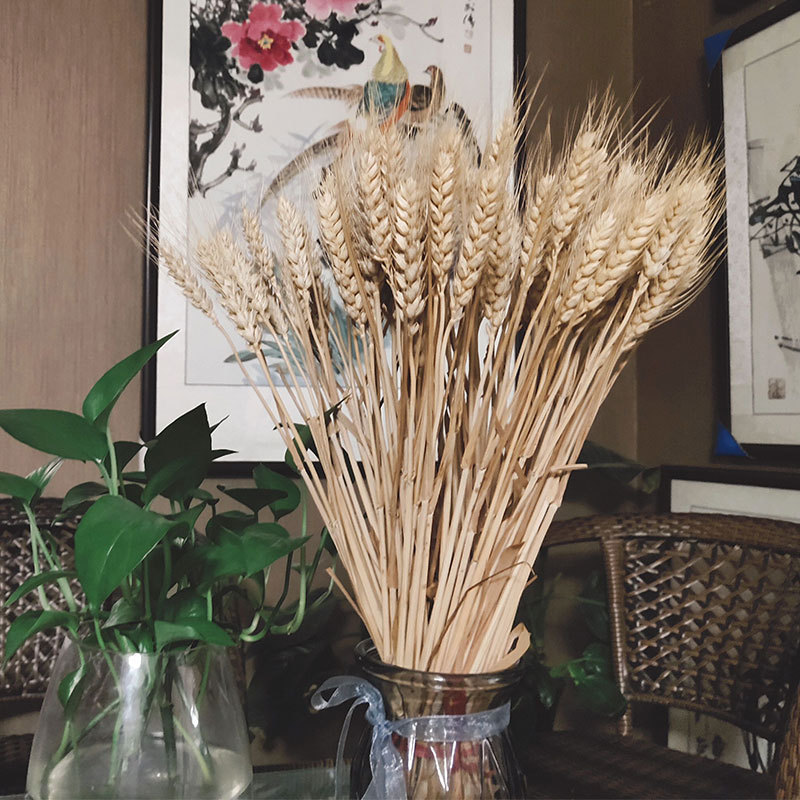 天然麦穗大麦穗客厅田园装饰摆件干花插花拍摄道具真麦穗干花花束