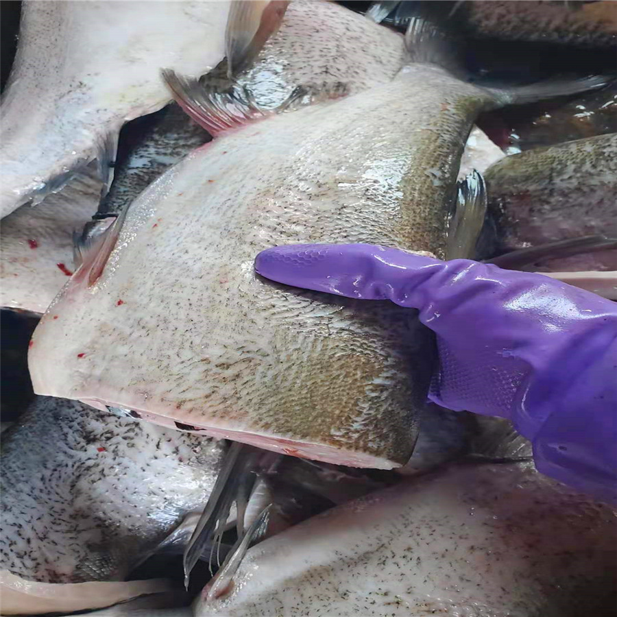 李芹活鱼 新鲜鲢鱼肉 顺丰冷链发货 鱼肉新鲜鱼排 鱼腩 淡水鱼肉