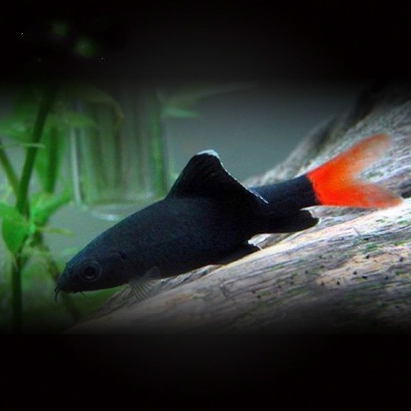 彩虹粉红鲨红尾黑鲨鱼小型观赏鲨淡水热带观赏鱼除藻清理残渣混养