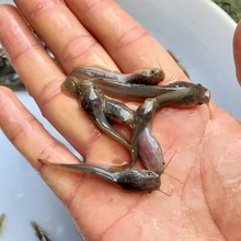 大量批发供应埃及鱼苗 埃及塘鲺鱼苗 胡子鱼苗 胡子鲶鱼苗