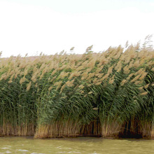 批发基地批发芦苇苗多年生湿生水生植物人工湿地绿化主要高大禾草