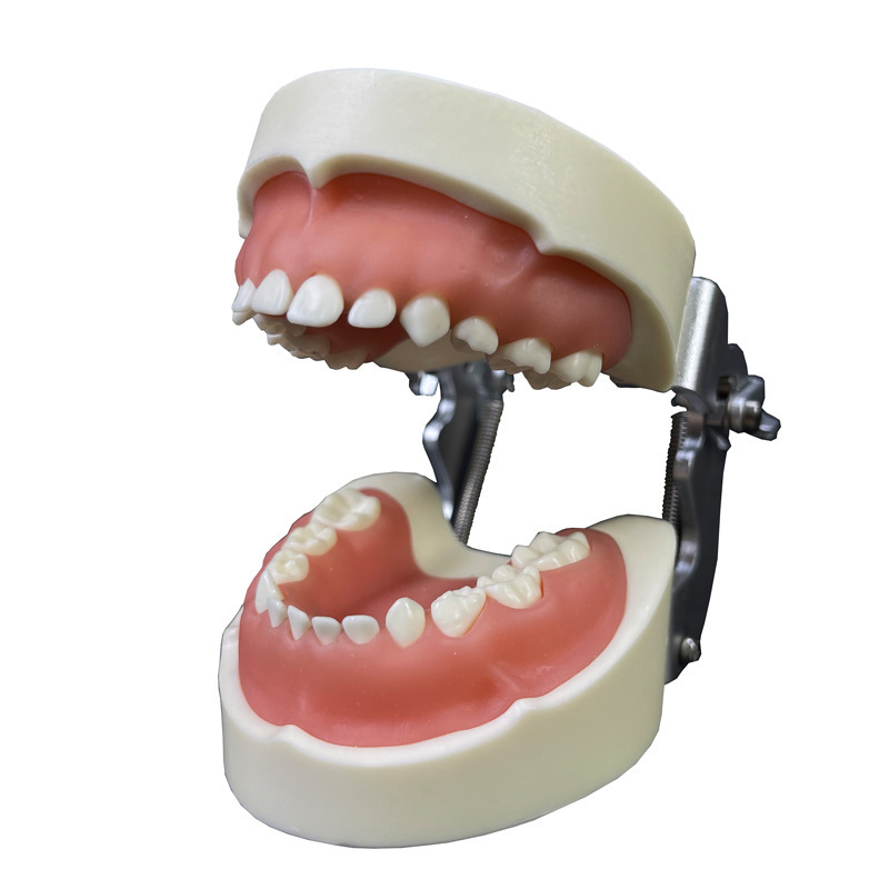 Ly Manufacturer Produces Dental Tooth Preparation Practice Model Children Dental Cast Human Body Dental Teaching Model