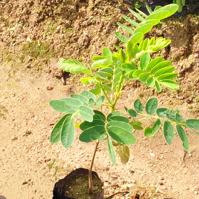 批发黄花槐树苗 黄花决明黄槐花 黄槐子庭院小苗粉叶四季当年开花