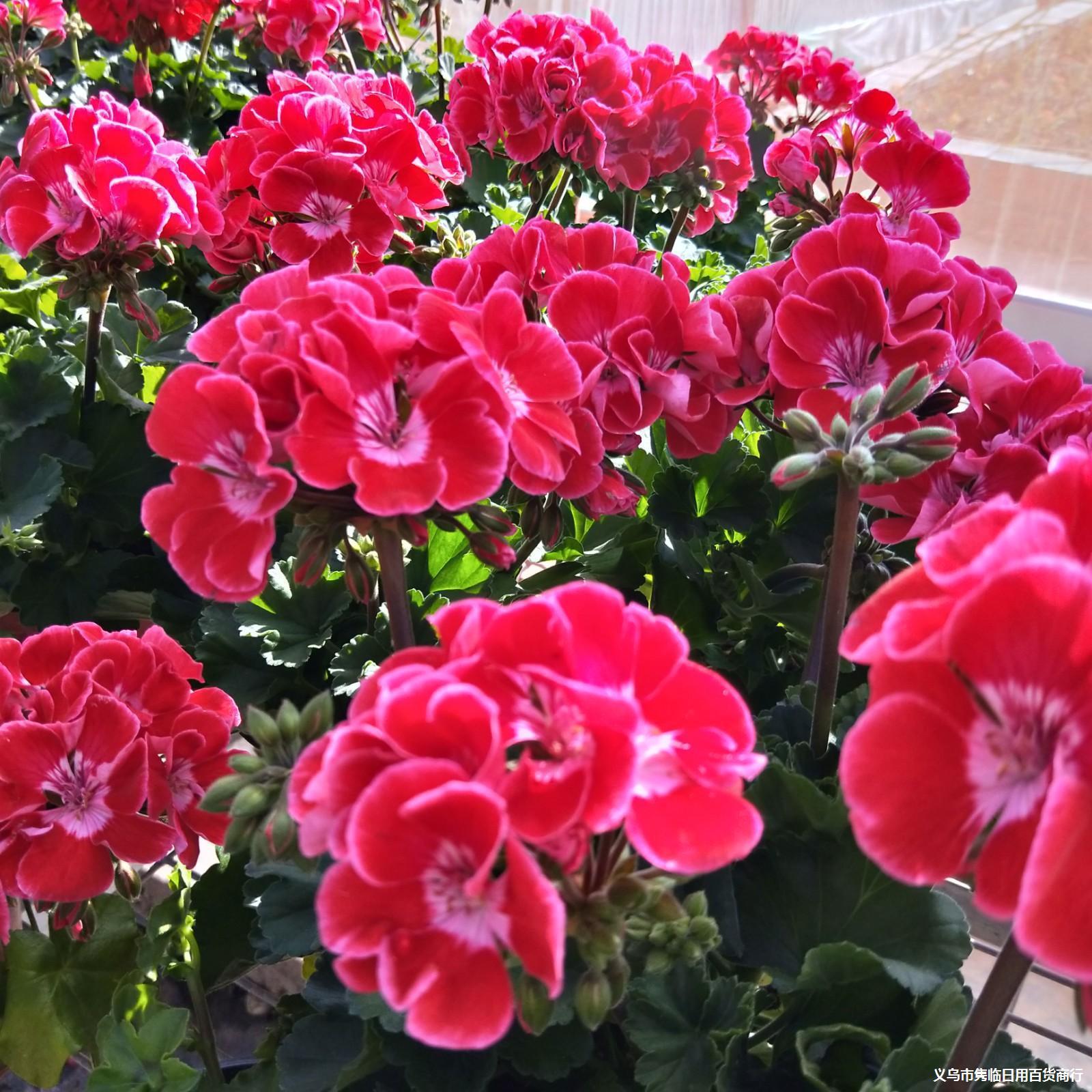 成品直立天竺葵带花发货四季开花天竺葵盆栽花卉观花植物阳台客厅