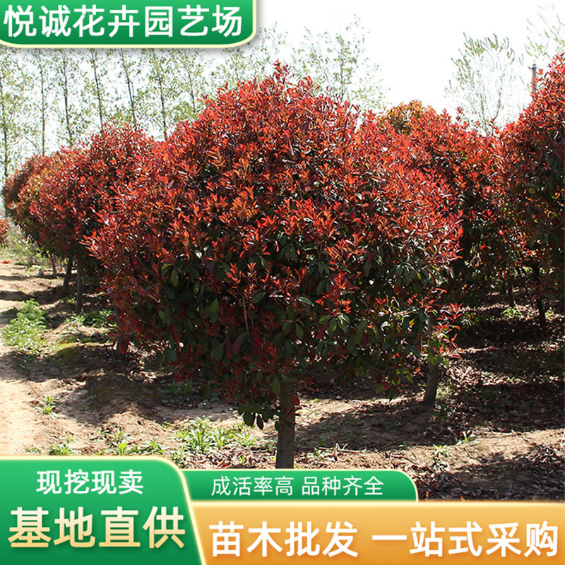 红叶石楠球批发绿化苗木行道点缀高杆红叶石楠球花坛绿篱红火焰苗