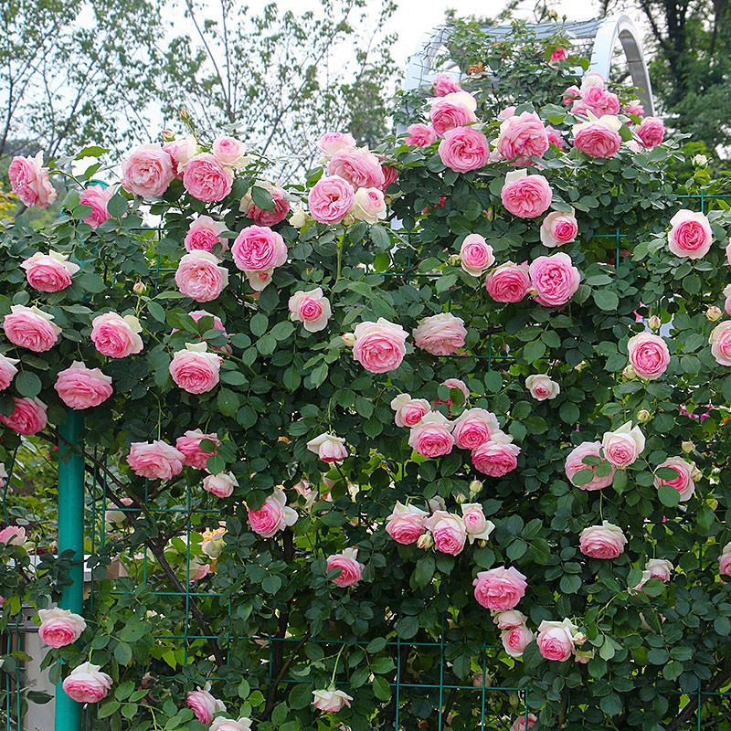多季开花粉龙沙宝石月季藤本大花耐开勤花抗病长势快单季开花卉