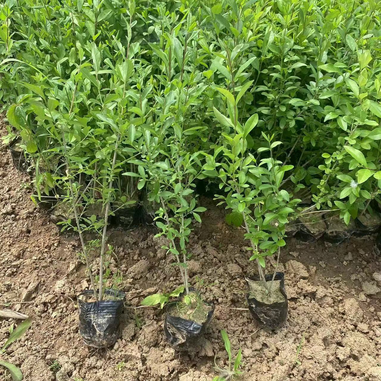 出售 水腊营养杯苗 水蜡容器苗 多枝条规格全 金叶水蜡容器苗