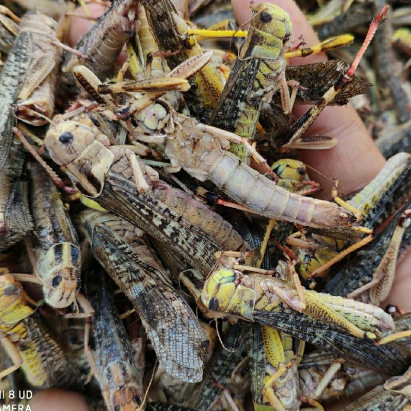 土蚂蚱2022新鲜速冻蝗虫蚱蜢东亚飞蝗下酒菜油炸即食昆虫土特产