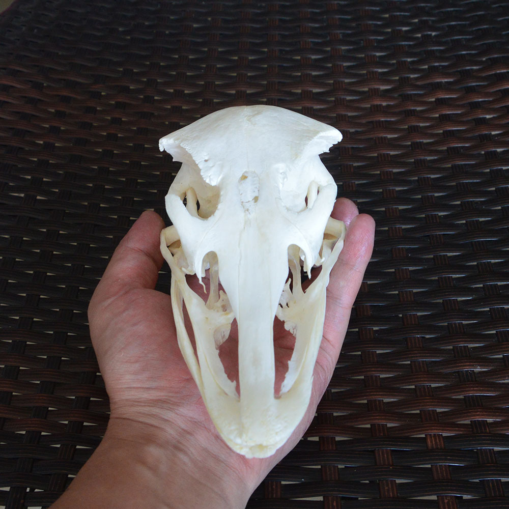 品相完整鸵鸟头骨标本骨骼漂白处理动物头骨模型跨境专供