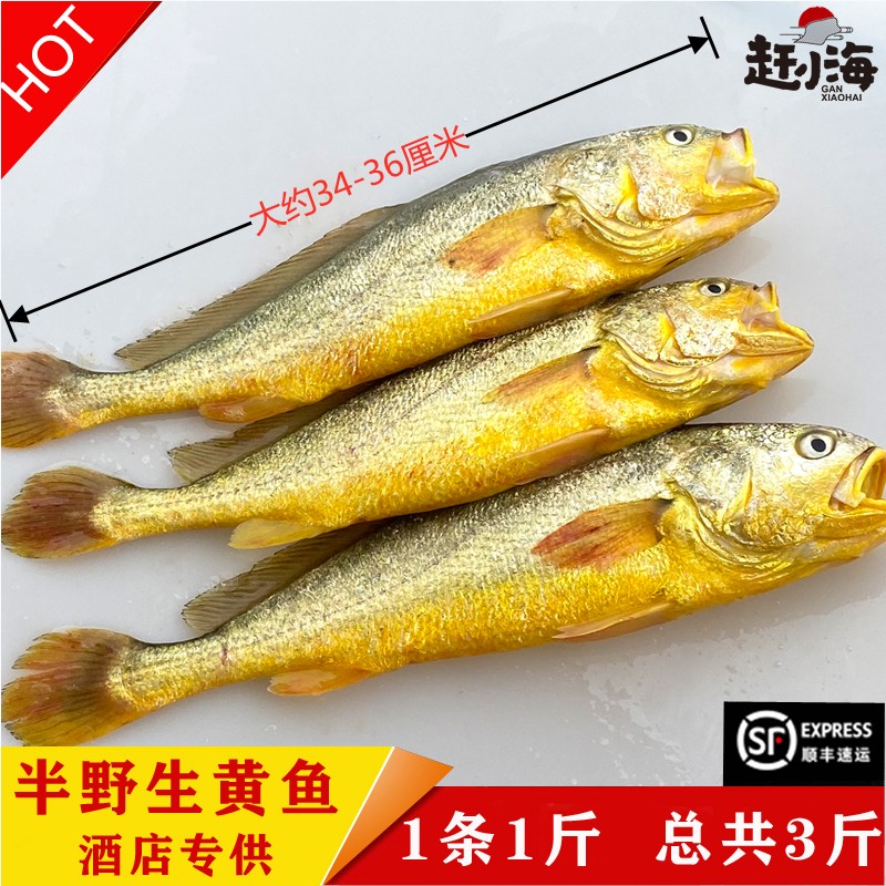 今夜现捕半野生大黄鱼海鲜水产鲜活黄花鱼鲜活海鱼1斤/条 三条
