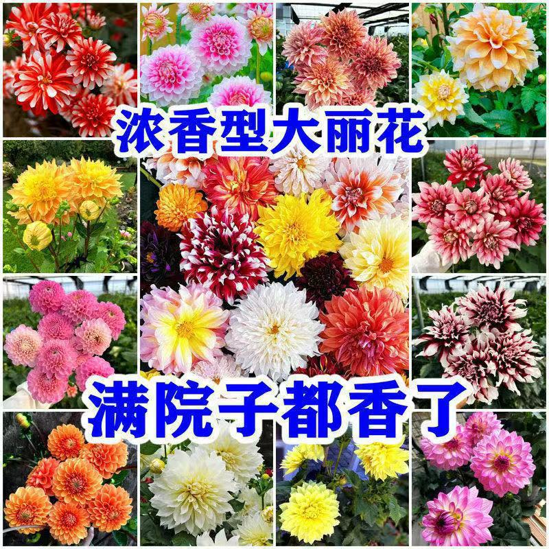 大丽花种子春季花籽四季室外易活观赏花卉四季播种庭院草花种籽子