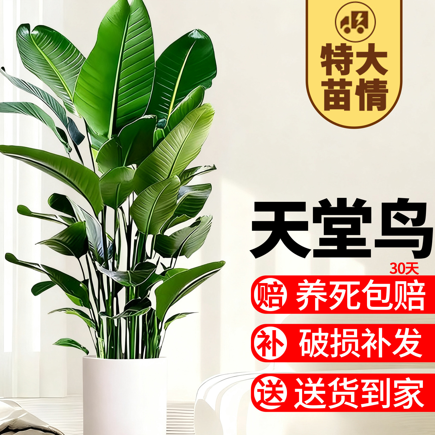 天堂鸟绿植盆栽室内客厅耐阴好活大型观叶植物四季常青鹤望兰盆栽