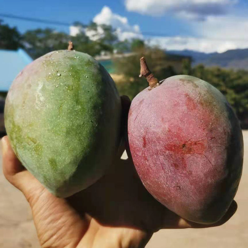 芒果新鲜的芒果现摘彩芒四川攀枝花爱文芒新世纪芒凯特礼盒装送礼