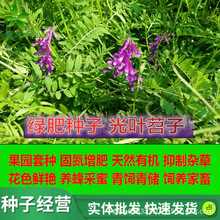 光叶紫花苕种籽紫云英果园绿肥种子毛苕子养蜂蜜源植物箭筈豌豆种