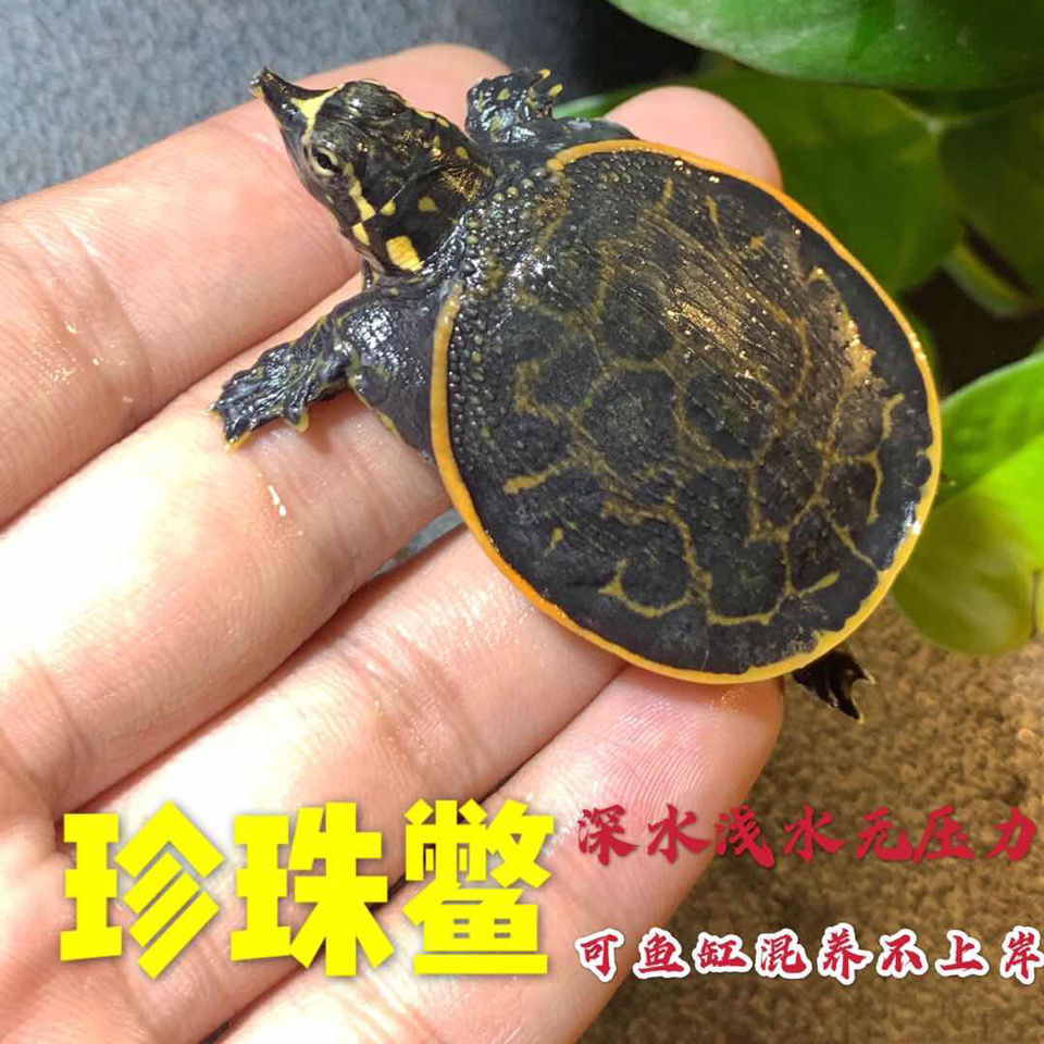 美国珍珠鳖活体观赏甲鱼乌龟吃鱼粪鱼缸清道夫角鳖苗宠物深水龟苗