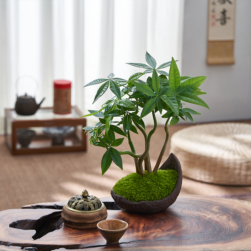 五福发财树盆栽室内盆景绿植客厅玄关桌面绿植办公室好养耐阴植物