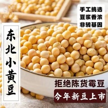 新货 东北小黄豆 新鲜大豆非转基因黄豆大豆子豆浆原料营养早餐