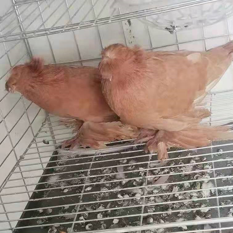 鼓手鸽子 白鼓手鸽图片 马甲鼓手鸽 反色鼓手鸽子 鸽子活体