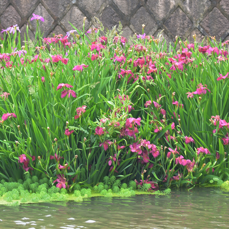 紫花鸢尾苗河边水生植物批发常绿水养黄花菖蒲湿地生态浮岛种植苗