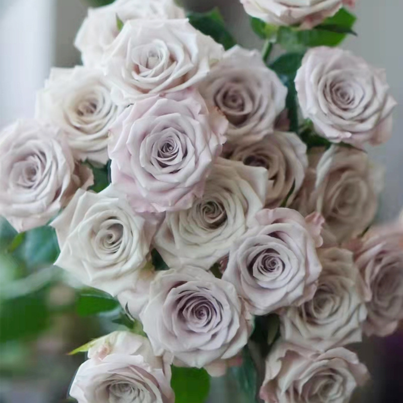 曼塔 云南昆明曼塔玫瑰斗南玫瑰基地批发小香风烟灰粉紫 20支/扎