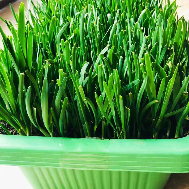 南宫特产黄韭盆景紫根带盆韭黄韭菜室内阳台水培盆栽韭菜根苗种植