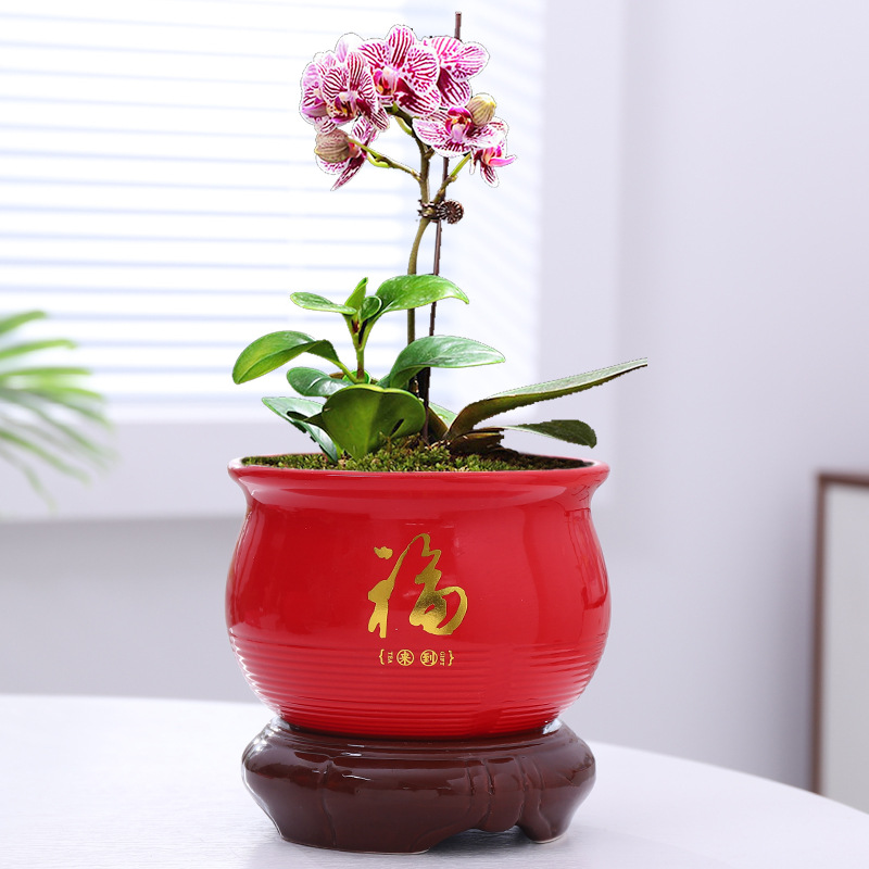 红色蝴蝶兰专用花盆陶瓷创意吊兰兰花绿萝家用大号中式小多肉花盆