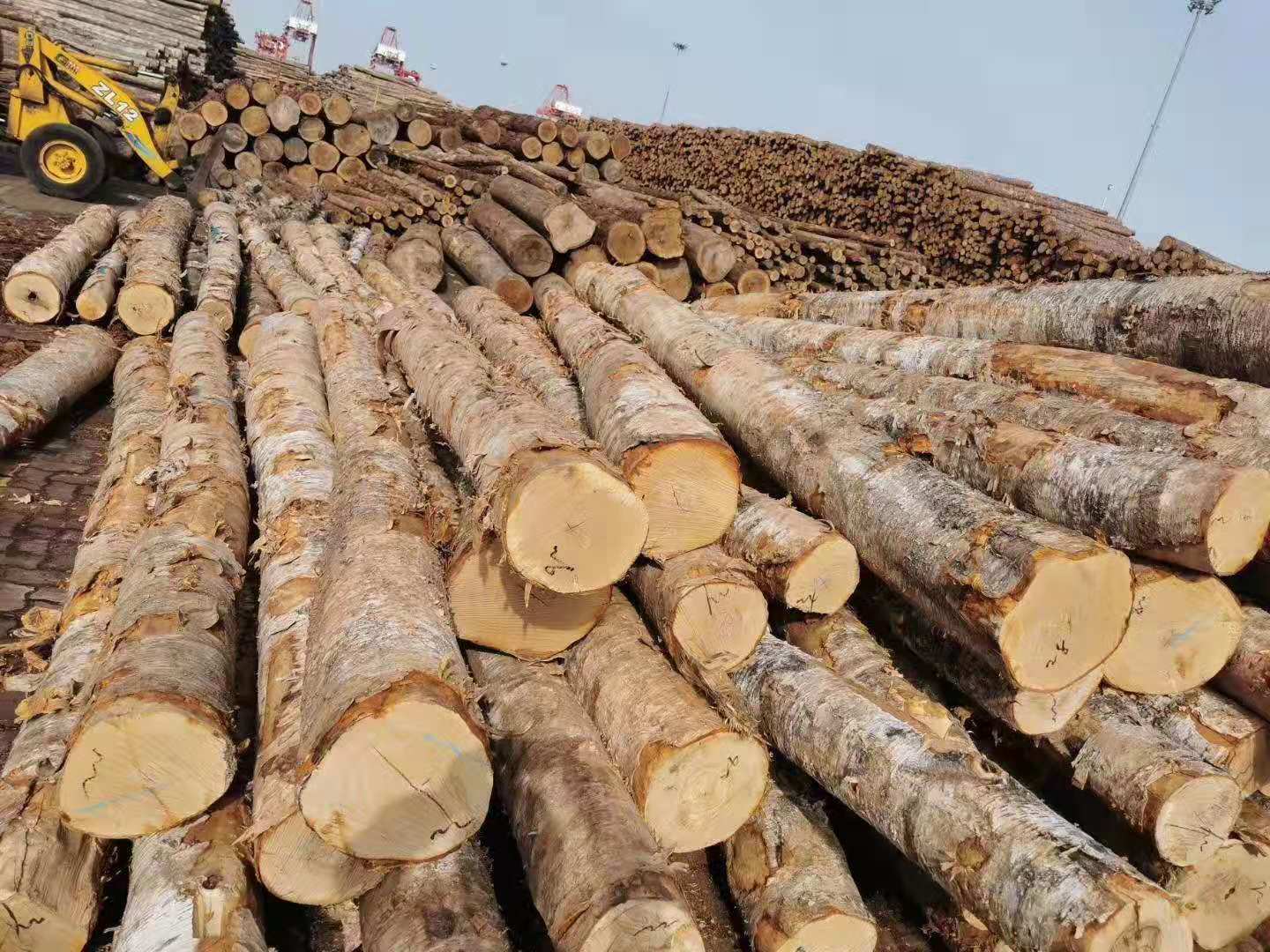 俄罗斯桦木白桦枫桦原木旋切家具装修适用材桦木防腐烘干实木板材