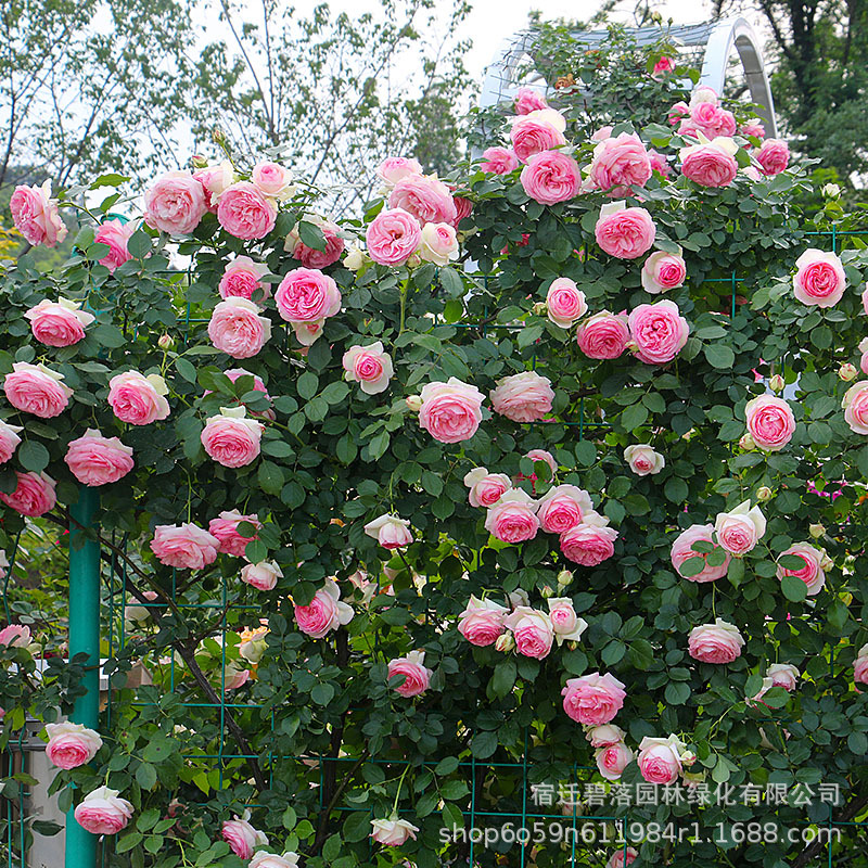 藤本月季花苗特大浓香庭院爬藤植物花卉盆栽玫瑰蔷薇爬墙四季绿植