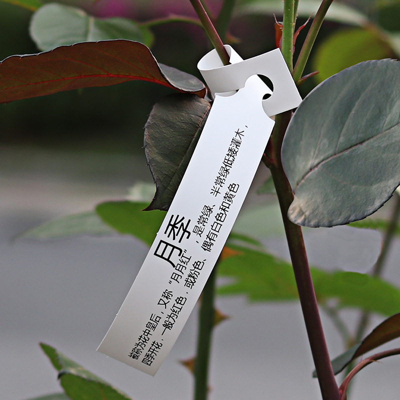 巡优苗木园艺标签花卉标签植物标签吊牌 防水防晒标签 可打印挂牌