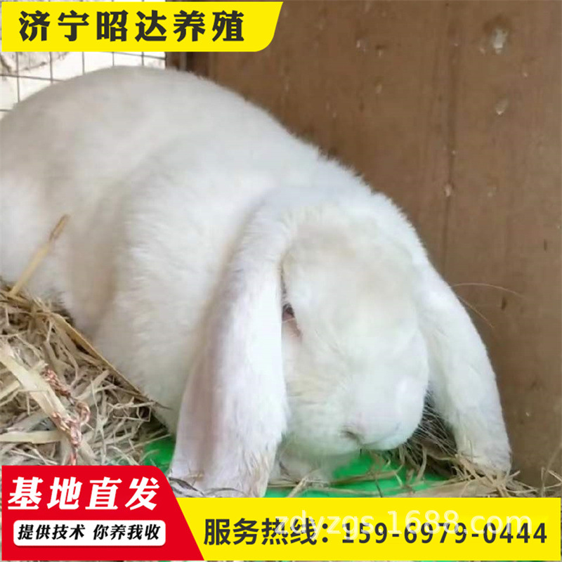 巨兔养殖场纯种公羊兔价格幼兔苗一对网红兔宠物兔垂耳兔怀孕兔