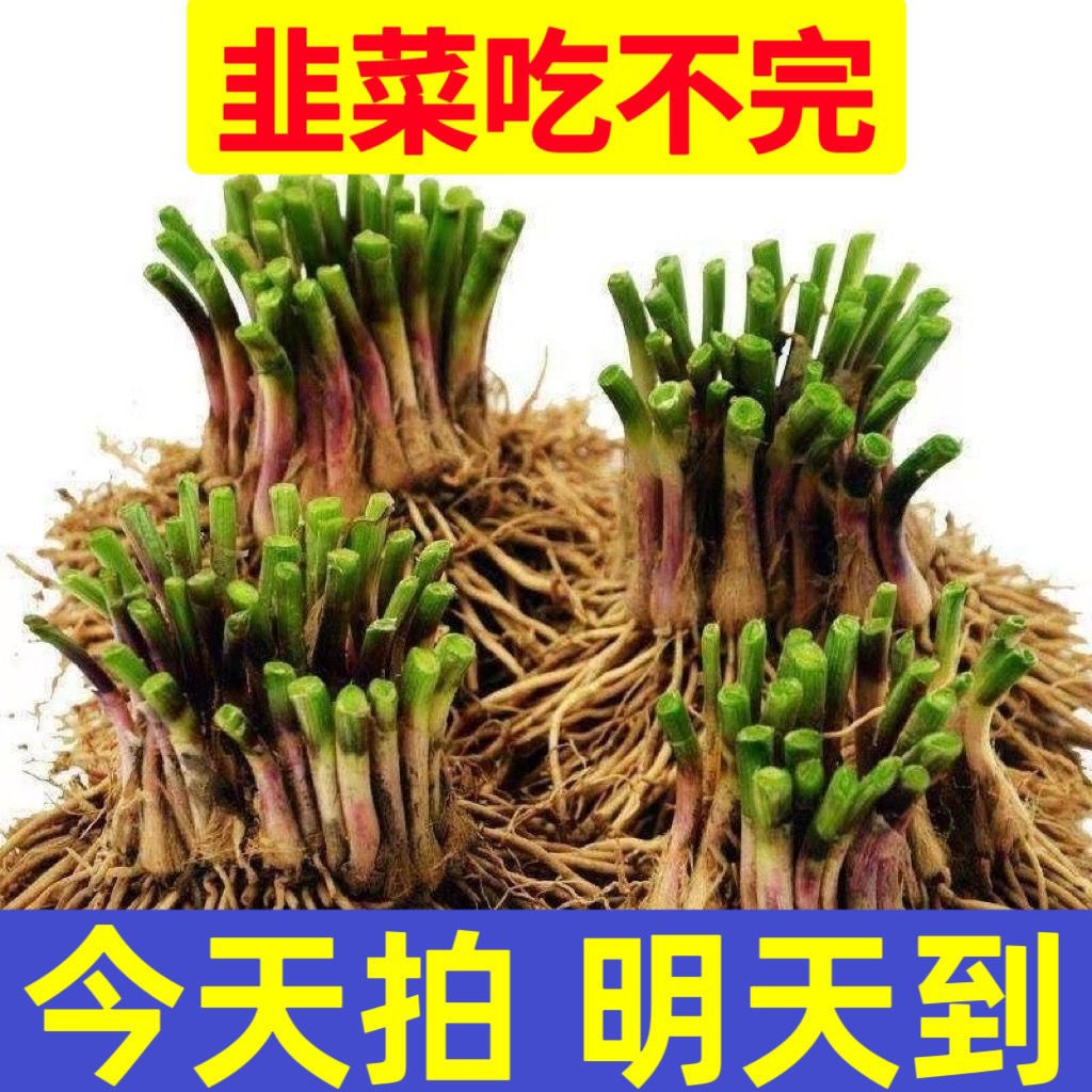 韭菜根苗紫根红根韭菜根四季新鲜蔬菜苗种籽种孑大叶韭菜种子盆栽