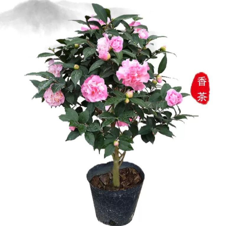 名贵茶花盆栽树苗四季香妃千里香带花苞花卉庭院阳台客厅好养植物