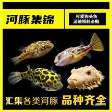 河豚鱼观赏鱼潜水艇小型淡水巧克力娃娃宠物活体生气弓斑马狗头鱼