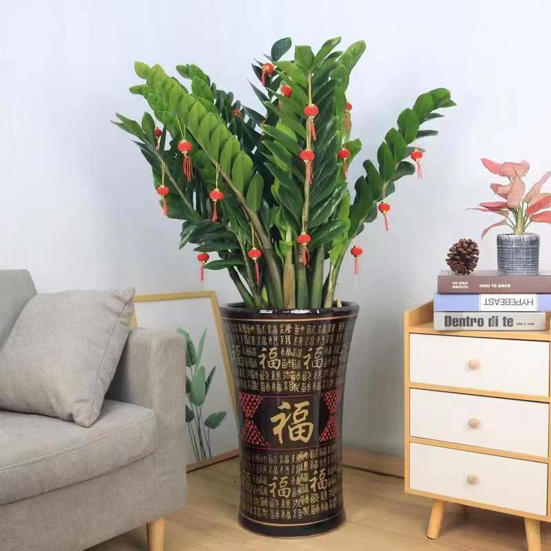 四季常青钱串子盆栽乔迁送礼绿植发财树室内客厅办公室花卉