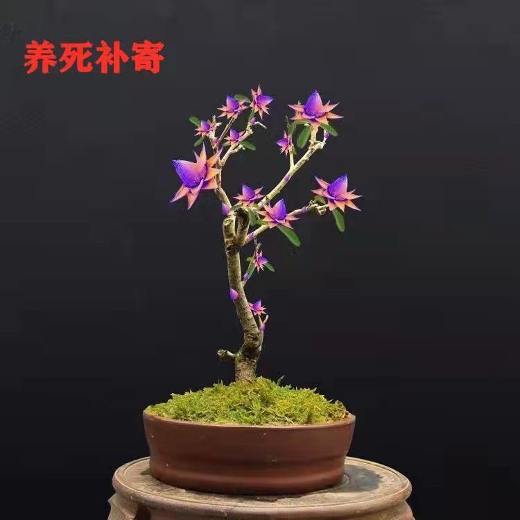 天然檀香苗平安聚财纳福金莲花苗盆栽花卉南北方种植耐寒驱蚊驱虫
