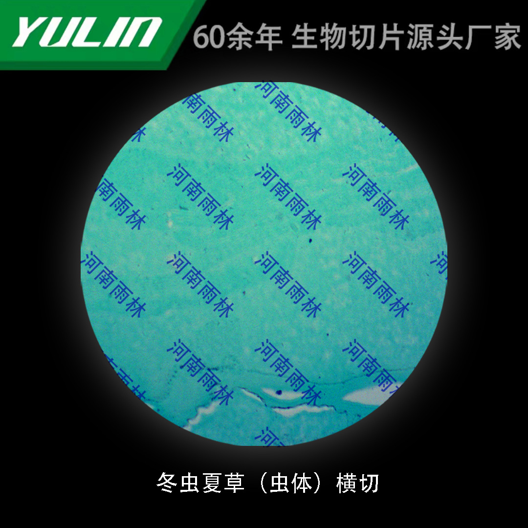 冬虫夏草(虫体)横切高校医学院校用组织病理石蜡玻片标本显微镜