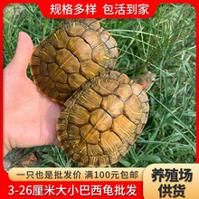 大小巴西龟红耳龟宠物龟观赏龟小乌龟活物巴西彩龟活体包活包邮