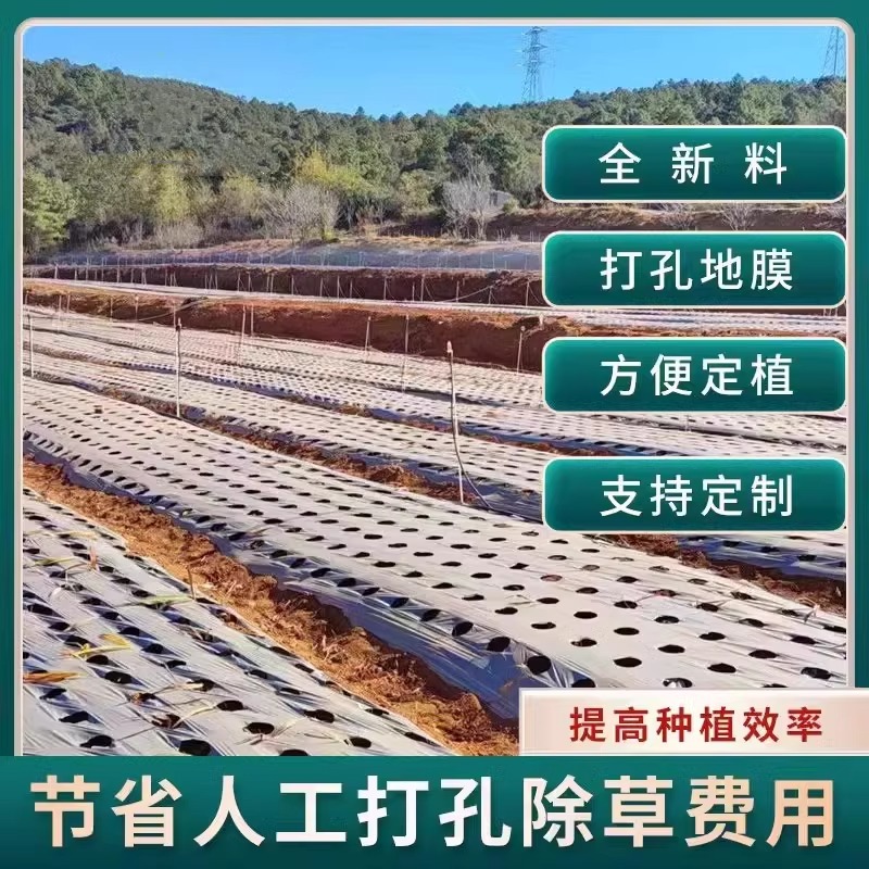 跨境打孔地膜 辣椒药材农业羊肚菌花生大葱小葱黑薄膜带孔地膜