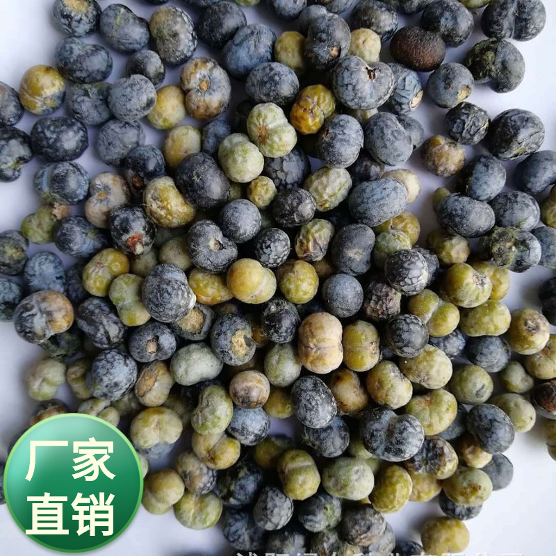 批发棕榈棕树扇子树四季常青常绿乔木制作手工种子庭院盆栽绿化