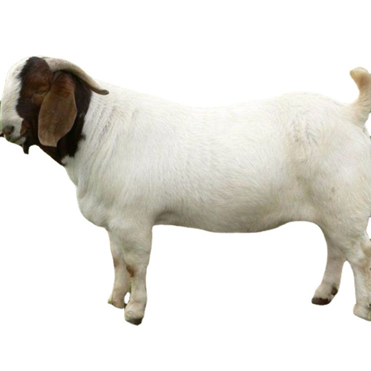 山东波尔山羊养殖场 羊苗 纯种波尔山羊怀孕母羊价格多少一只