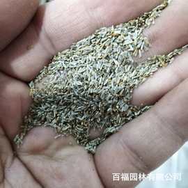 产地批发大滨菊种子四季易活种籽庭院公园花海花种