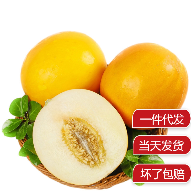 西双版纳当季金香玉金美人蜜瓜白肉哈蜜瓜新鲜甜黄河蜜瓜带箱金黄