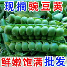 【鲜嫩现摘】云南新鲜豌豆荚青豆带壳甜豌豆应季蔬菜批发整箱包邮