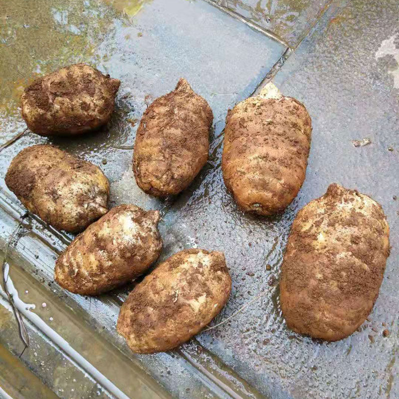 新鲜天麻现挖高山天麻鲜天麻野生天麻冬麻非云南昭通鲜天麻真空