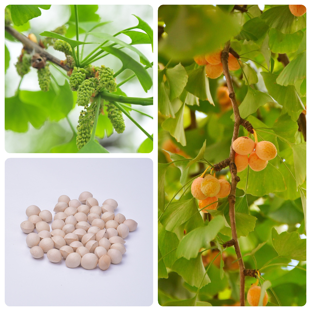 银杏树种子银杏种子白果树种子白果种籽绿化苗木工程占地出芽率高