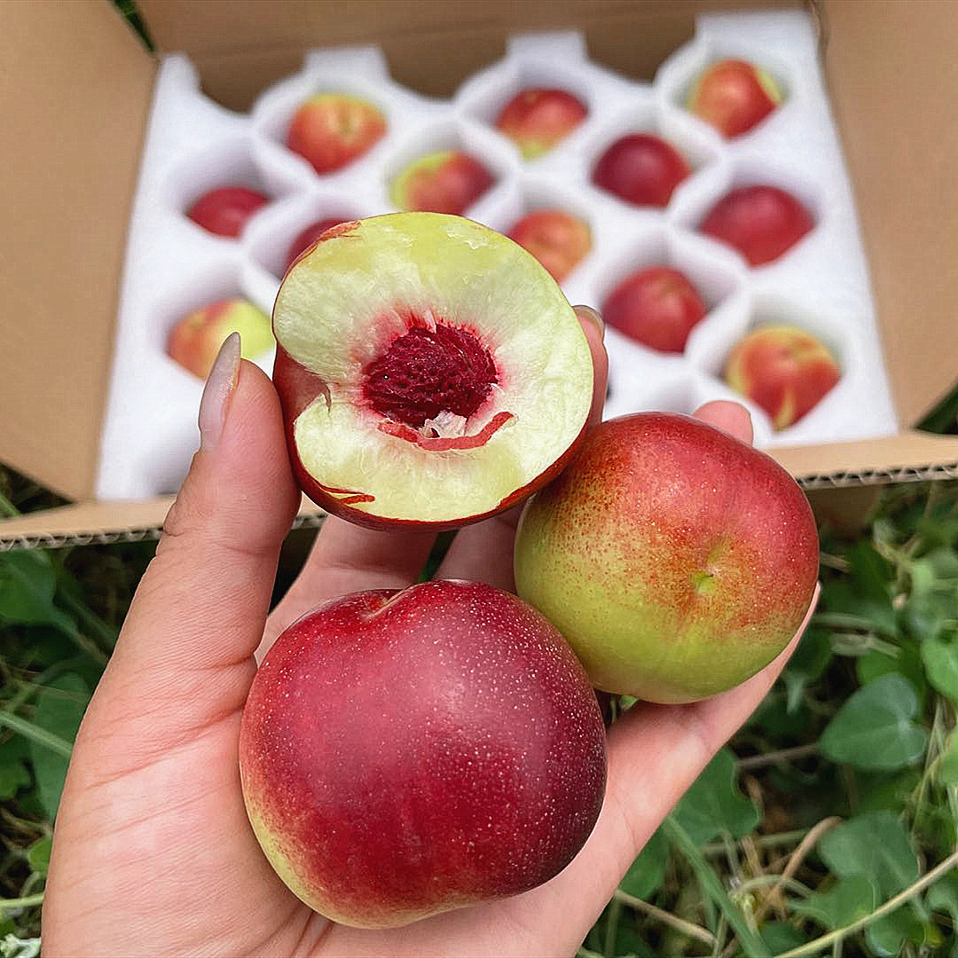 陕西珍珠枣油桃4斤 新鲜水果红心小油桃