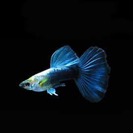 水族孔雀鱼活体蓝礼服纯系大背大尾凤尾鱼热带观赏鱼淡水孕母批发