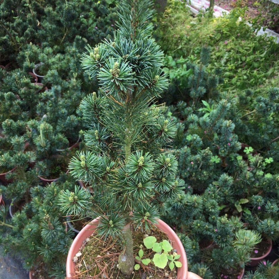 正宗日本嫁接五针松小苗 松树造型盆景苗 黑松嫁接短针大阪松盆